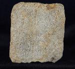 Equisetum sp. LINNAEUS - Bild © FossNet FossilienStore